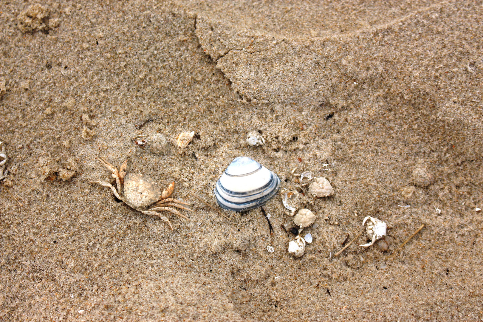 Strand Stillleben Foto Bild Natur Kreativ Natur Uberall