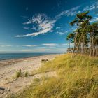 Strand trifft Wald