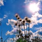 Strand - Vegetation