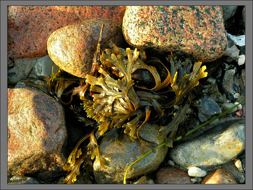 Strand von Hiddensee 1