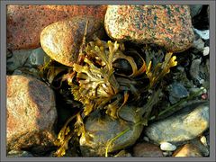 Strand von Hiddensee 1