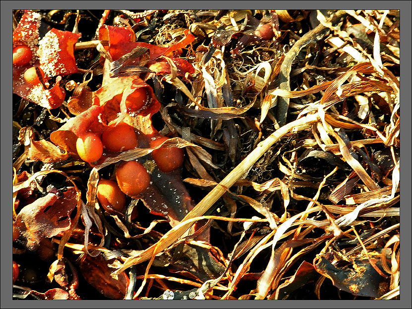 Strand von Hiddensee 4