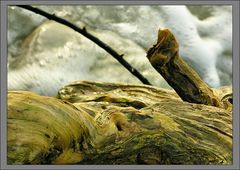 Strand von Hiddensee	5