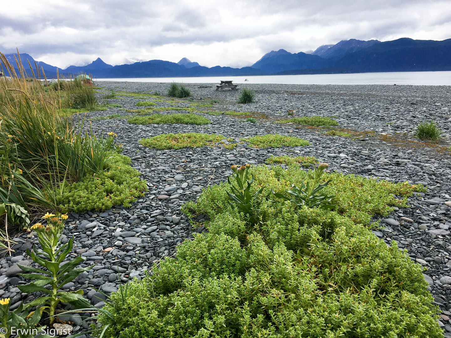 Strand von Homer