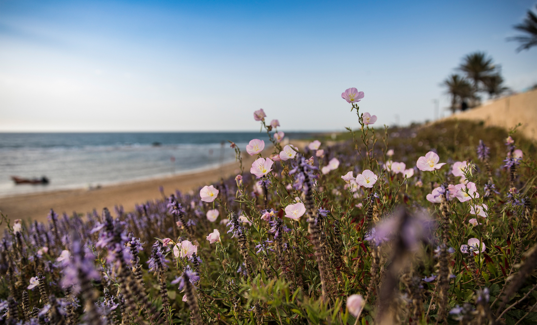 Strand von Jaffa