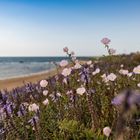 Strand von Jaffa