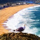 Strand von Nazaré, Portugal