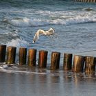 Strand von Prerow