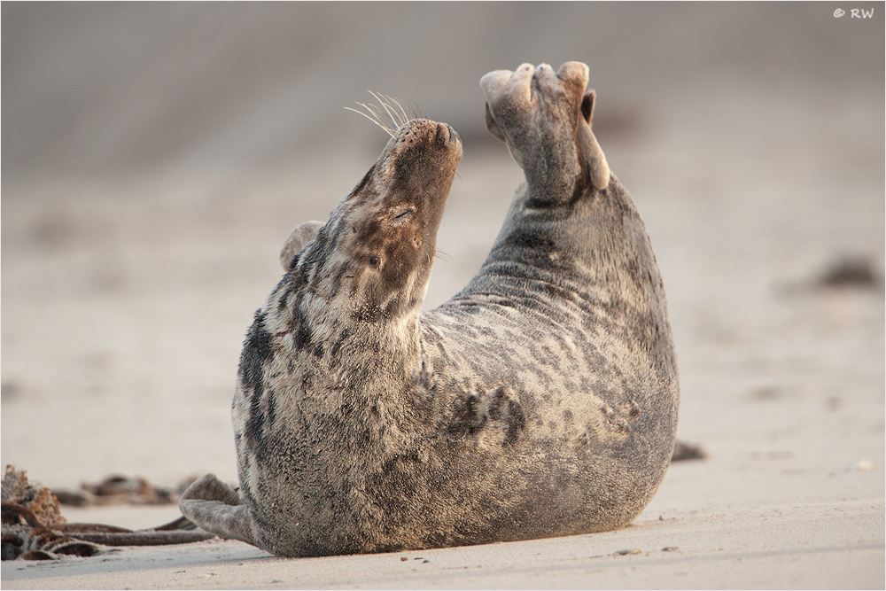 Strand-Yoga