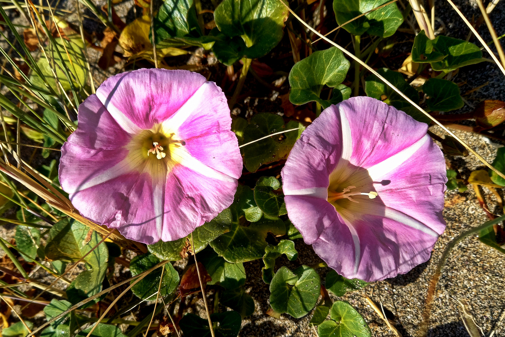 Strand-Zaunwinde (Calystegia soldanella)