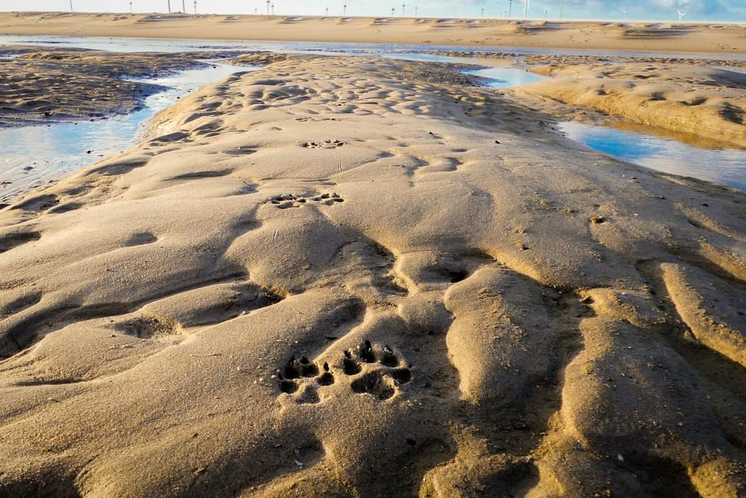 Strand Zeeland