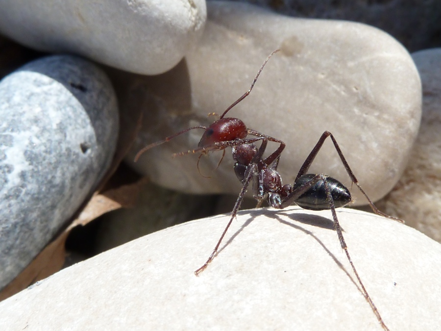 Strandameise