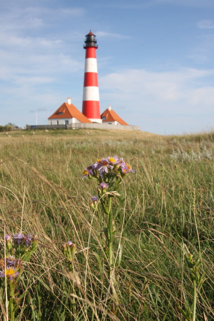 Strandastern in Westerhever