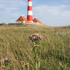 Strandastern in Westerhever