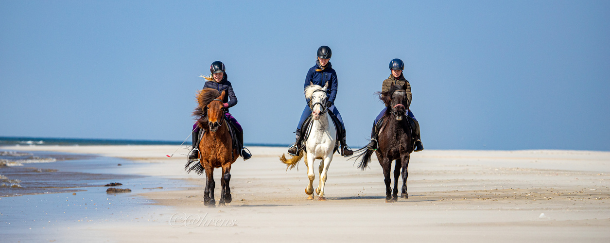 Strandausritt auf Rømø