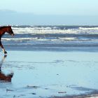 Strandausritt,Weite und Freiheit