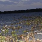 Strandausschnitt nach der Flut