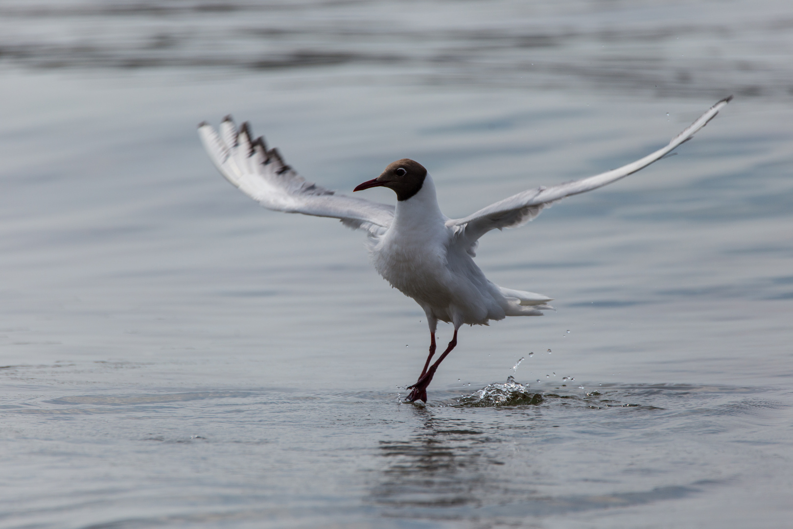 Strandballett