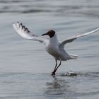 Strandballett