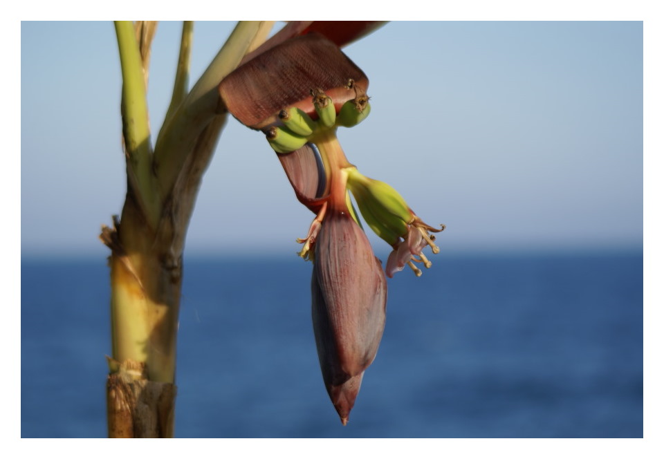 Strandbananen