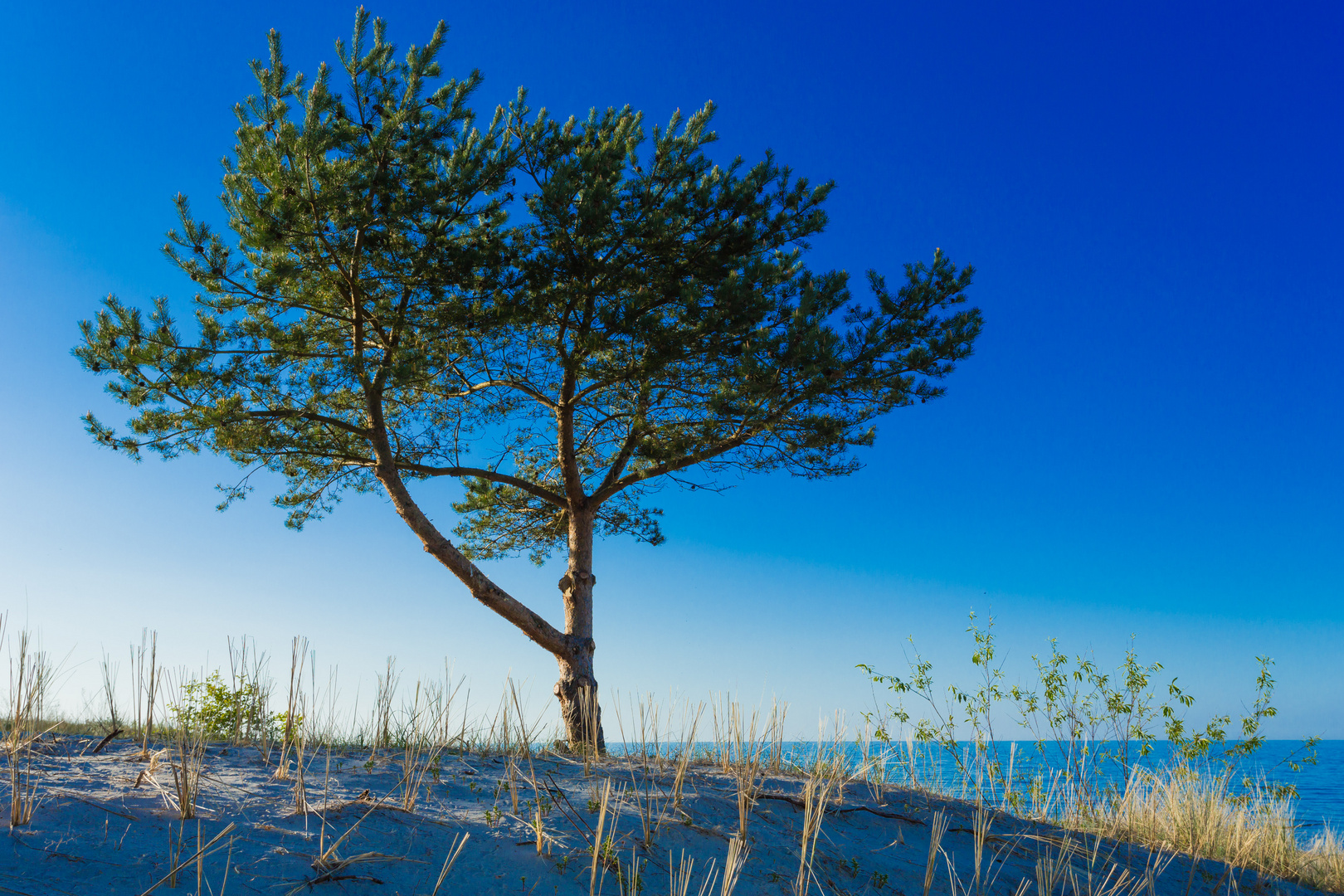 Strandbaumwasserdünenblick