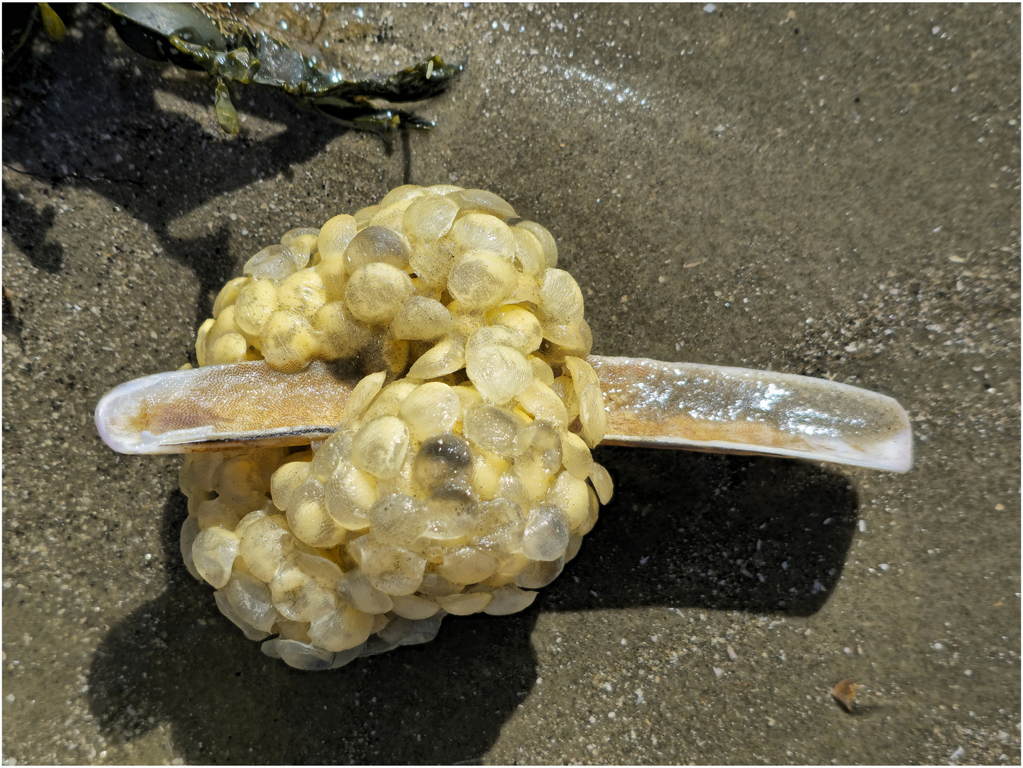 Strandbegegnungen