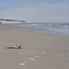 Strandbegegnungen - Langeoog