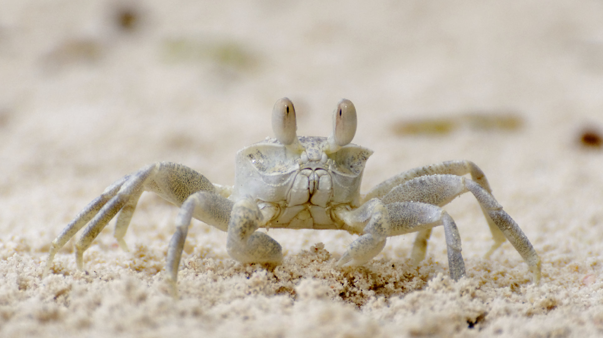 Strandbekanntschaft