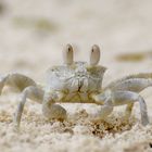 Strandbekanntschaft