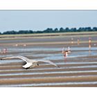 Strandbesuch