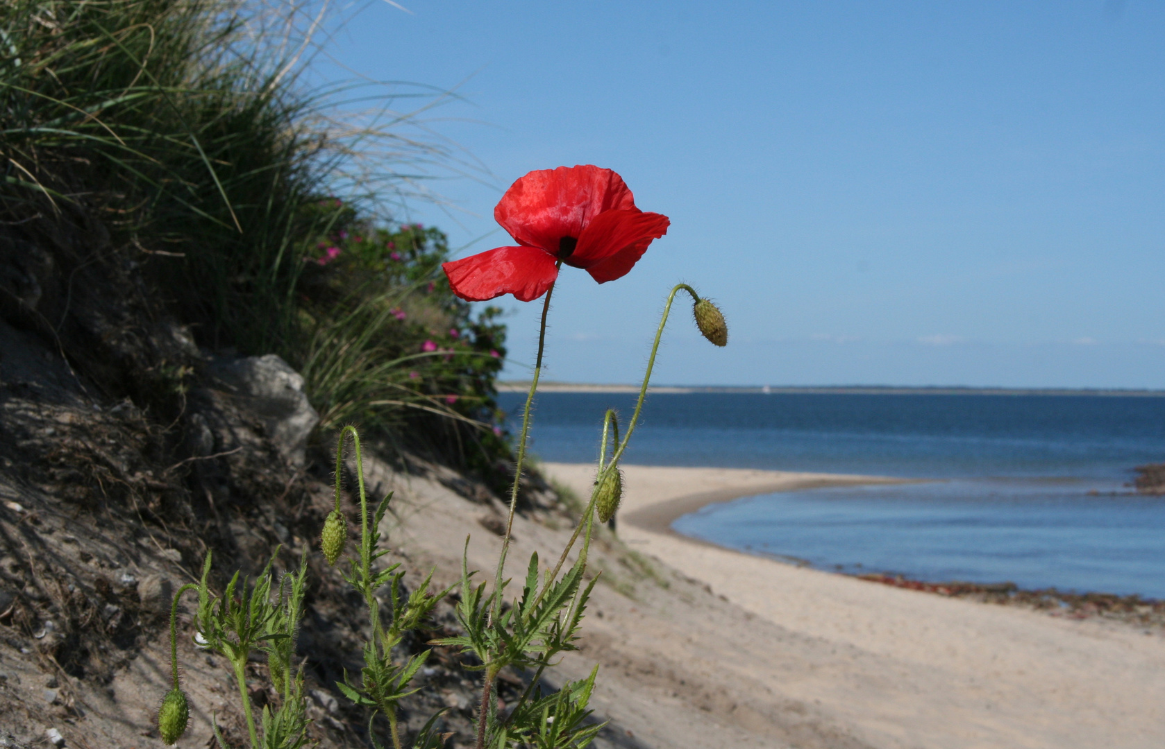 Strandbesucher ;-)