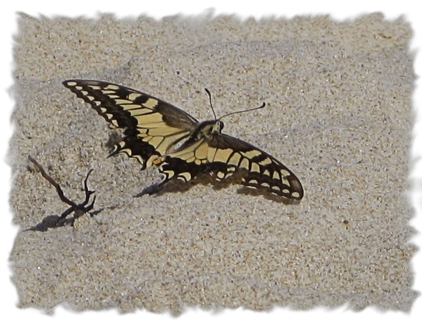 Strandbesucher