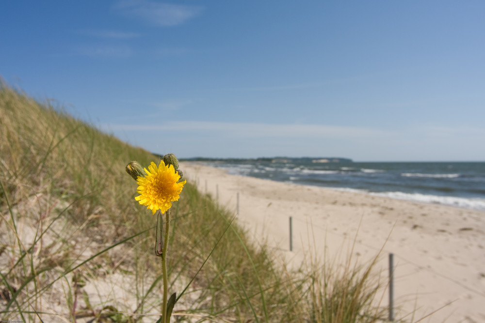 Strandbesucher