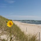 Strandbesucher