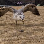 Strandbesucher