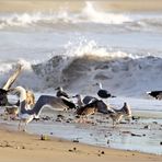 Strandbesucher