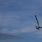 Strandbesucher