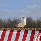 *Strandbewohner*