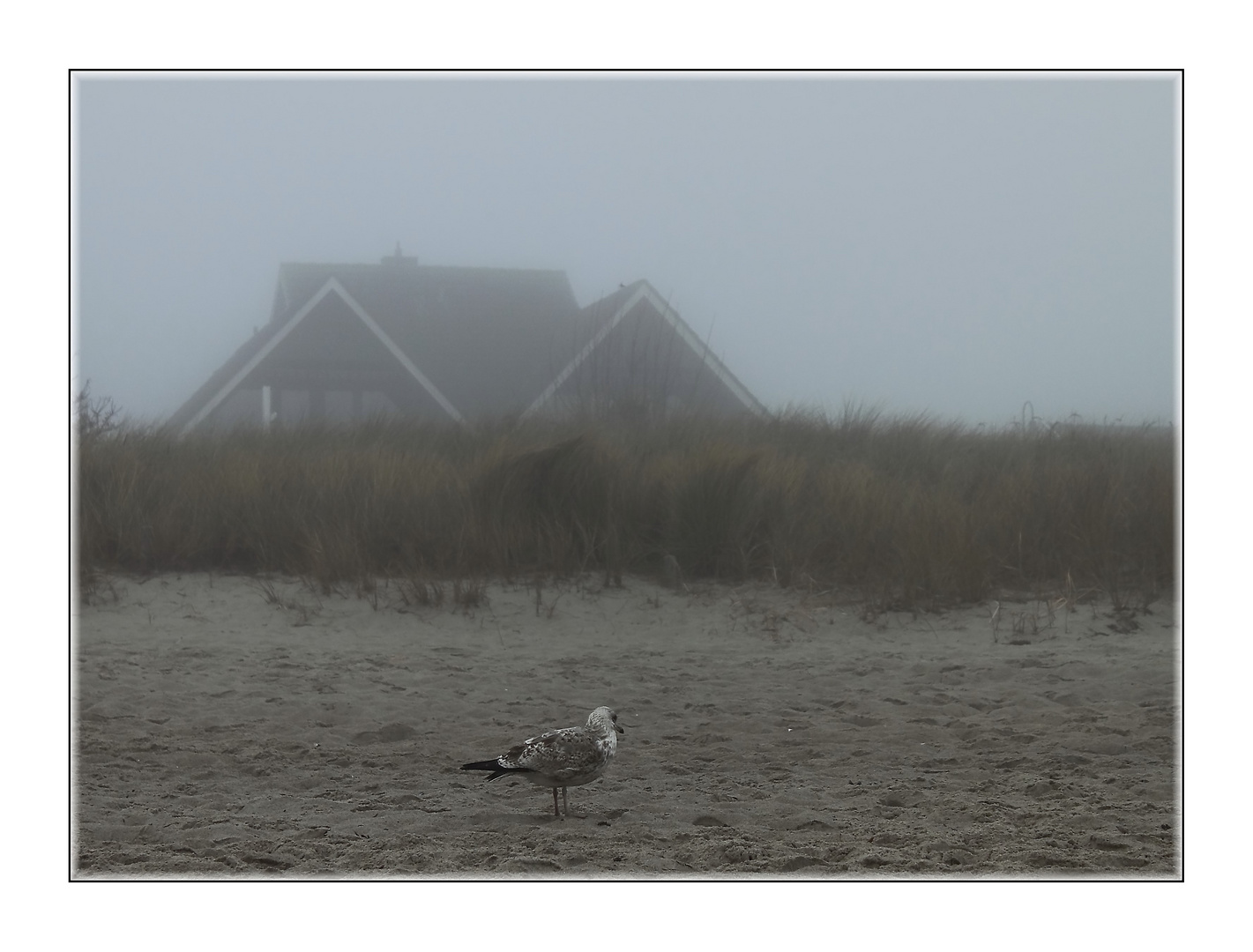 ~ Strandbewohner ~