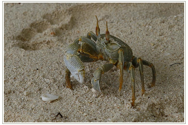 Strandbewohner I