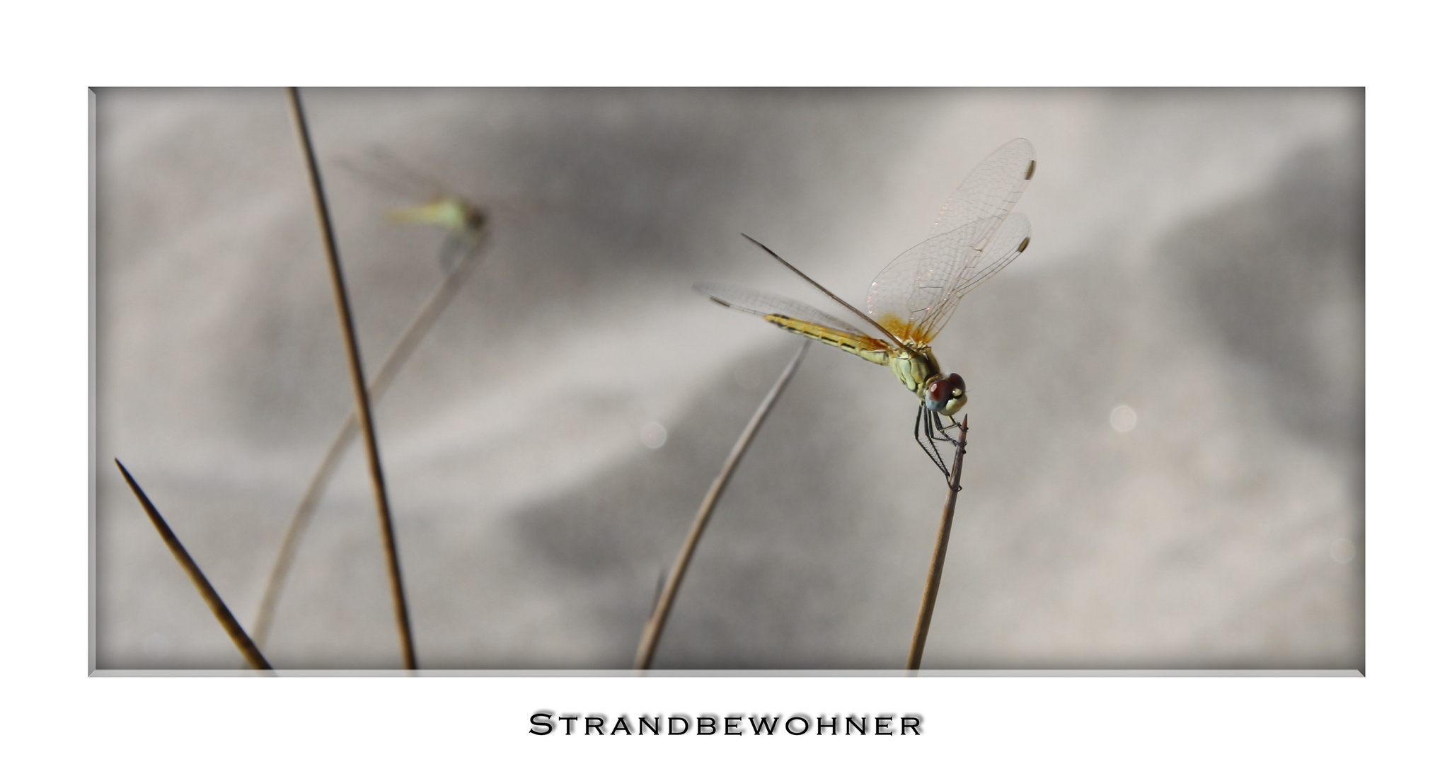 Strandbewohner II