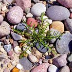 Strandbewuchs  -  beach vegetation