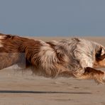 Strandbilder gehen immer...