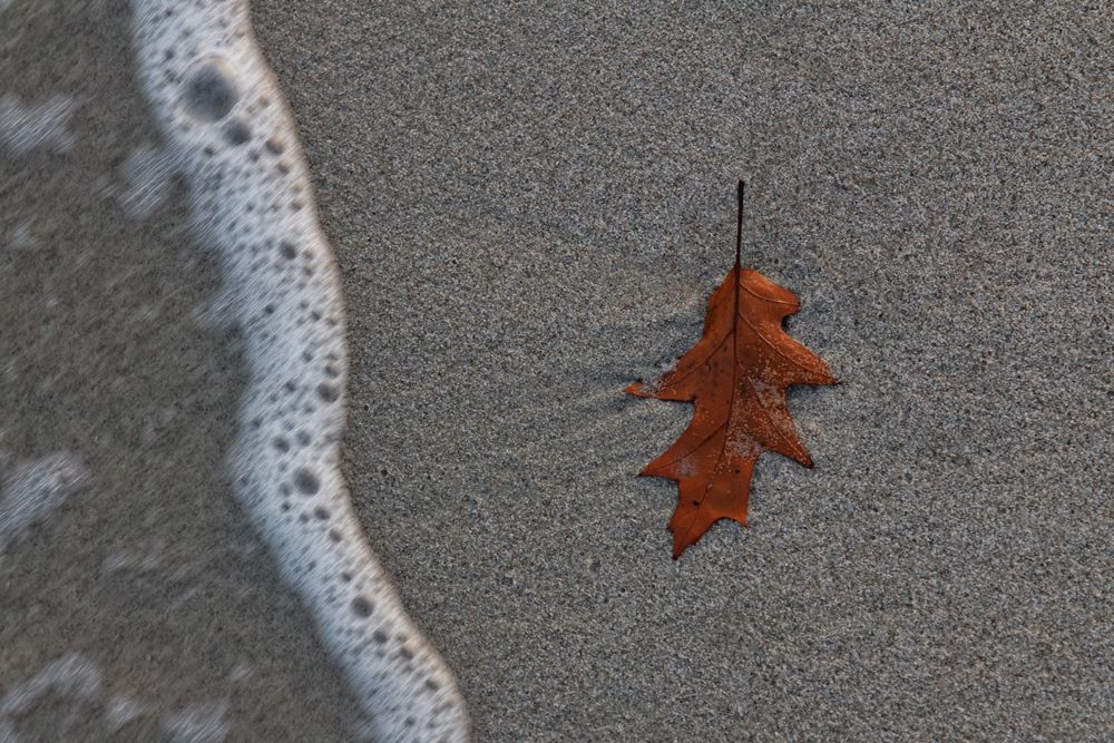 Strandblatt