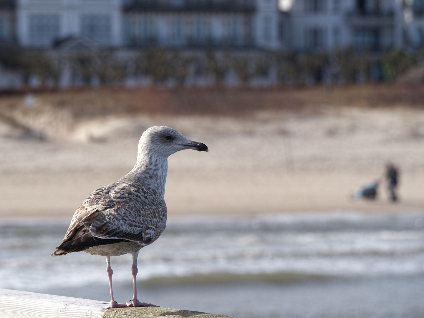 Strandblick aus Möwensicht