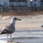 Strandblick aus Möwensicht