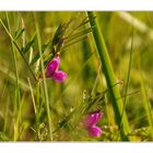 Strandblümchen