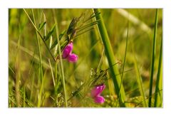 Strandblümchen