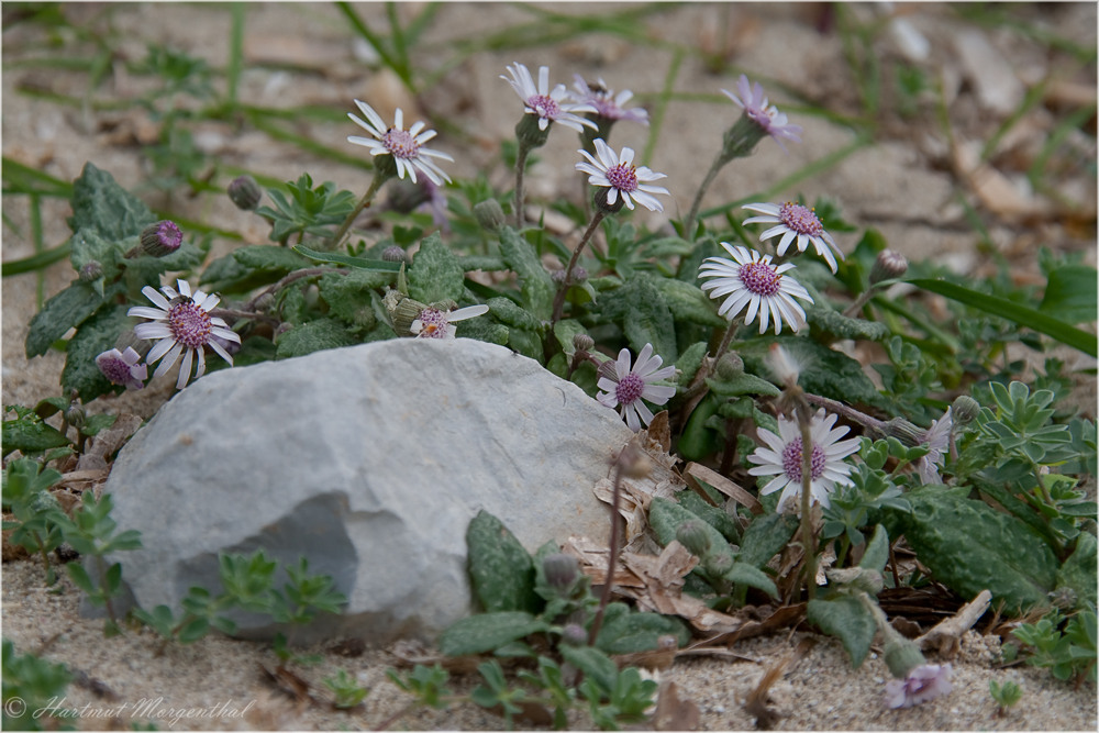 Strandblümchen