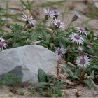 Strandblümchen